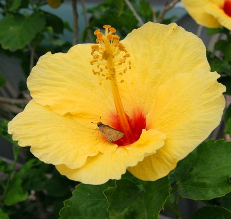 Hibiscus galben
